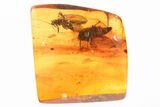 Detailed Fossil Planthopper and Caddisfly In Baltic Amber #352806-1